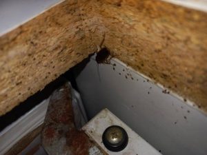 lieux de vies blattes