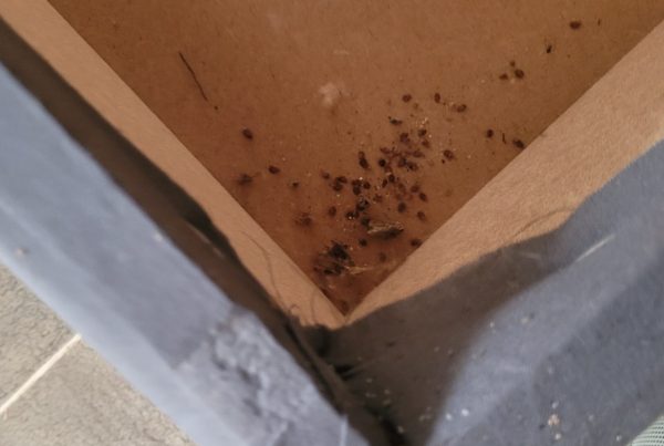 Punaises de lit partout !