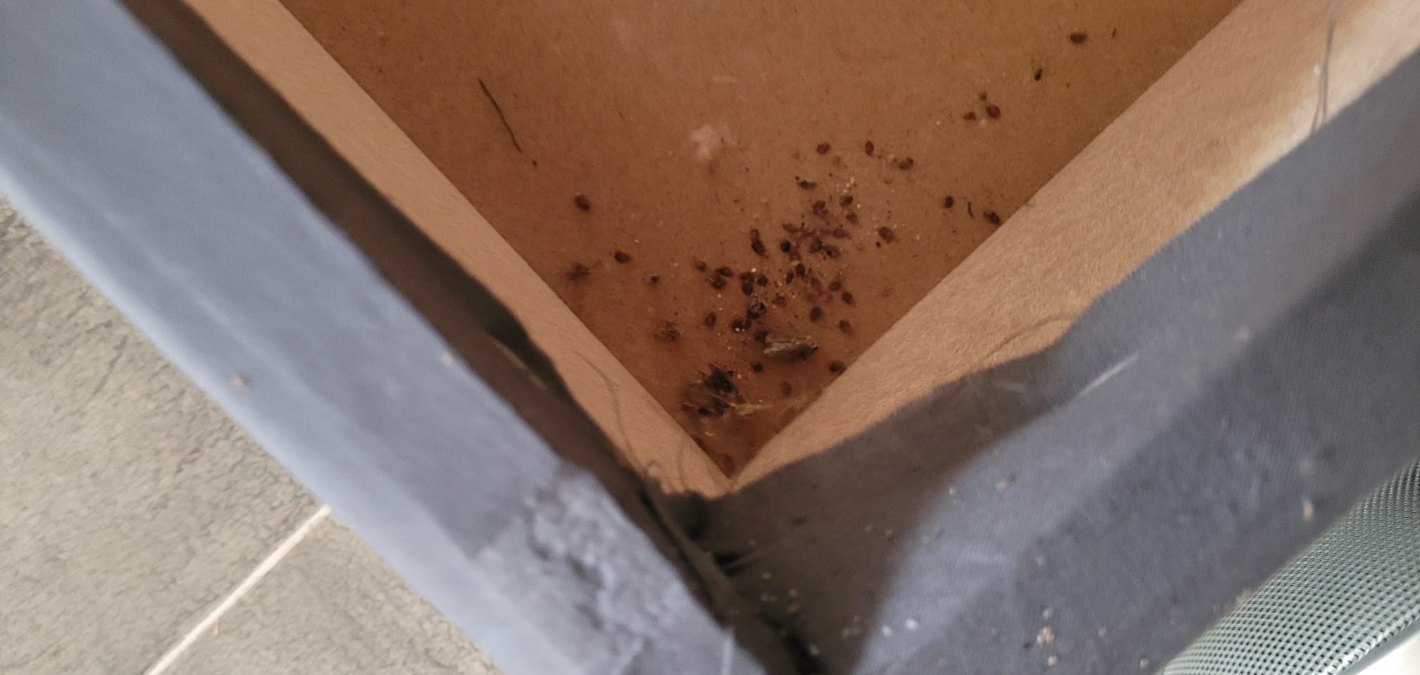 Punaises de lit partout !