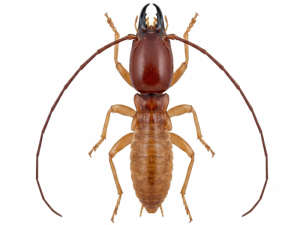 termite