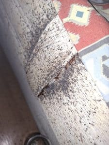 taches sur les draps punaises de lit