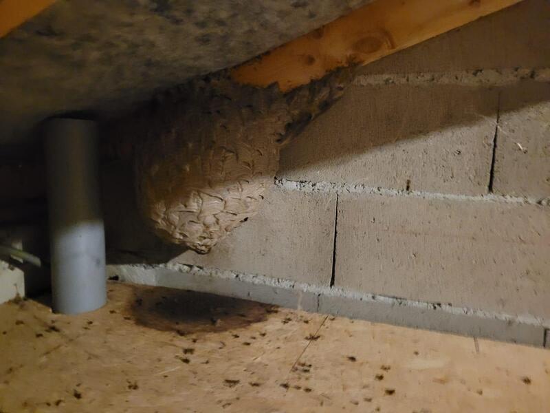 Nid de guêpes dans garage