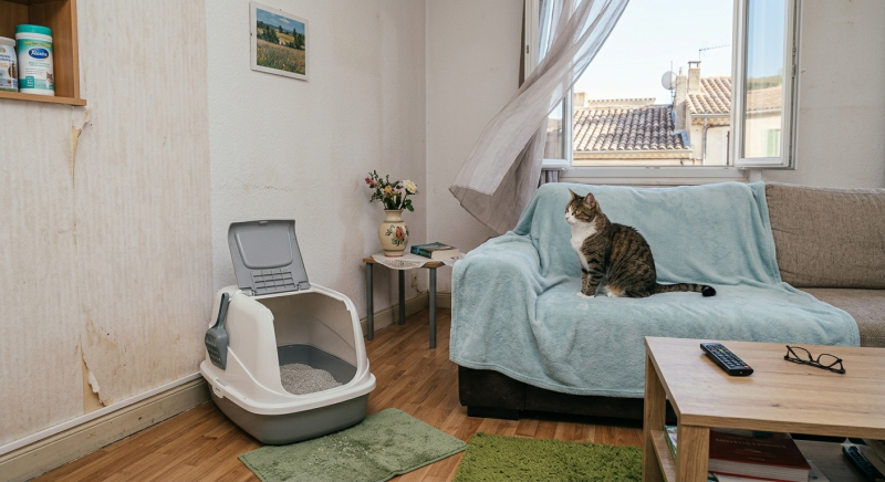 traitement des odeurs animales chats chien
