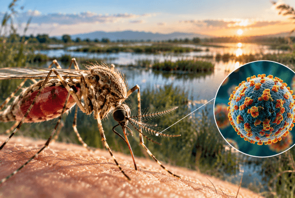 Virus du Nil occidental